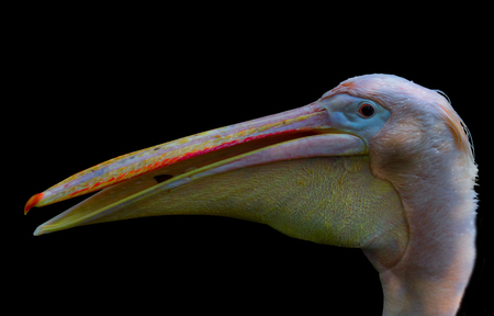 A pink pelican opens its beak.の写真素材