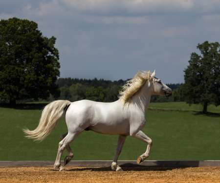 The Camargue horse runs proudly over the riding arena.の写真素材