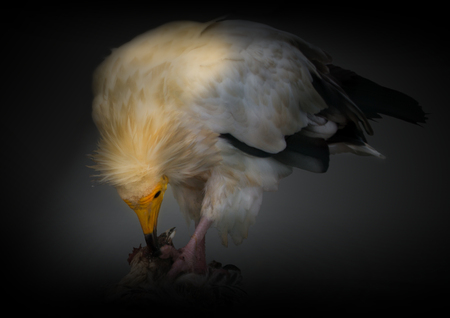 The Egyptian Vulture tastes the meal.の写真素材