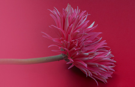 A gerbera flower presents itself against a red background.の写真素材
