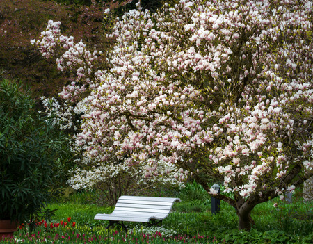 Springtime trees under the magnolia tree.の写真素材