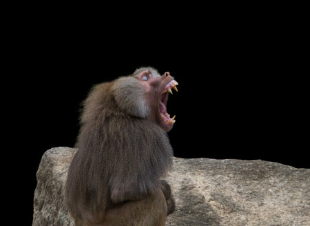 Baboon calls the monkey family to rest.