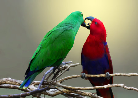 Beaking noble parrots on a branch.
