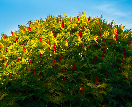 A sun-lit vinegar tree casts a shadow on the underside.