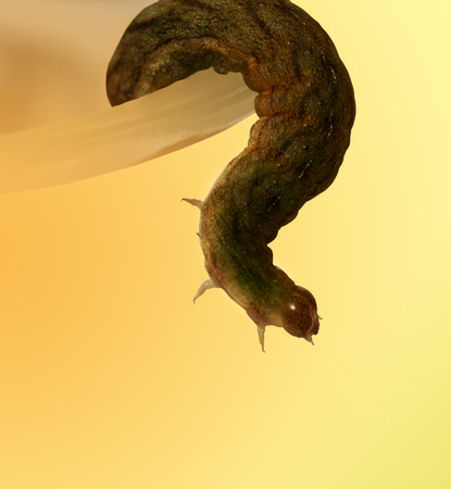 The escape from the smooth bowl.の写真素材