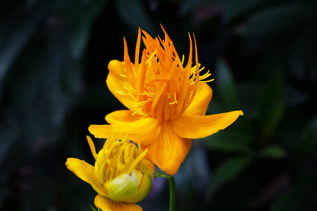 Cosmos sulphureus in bright color.の写真素材