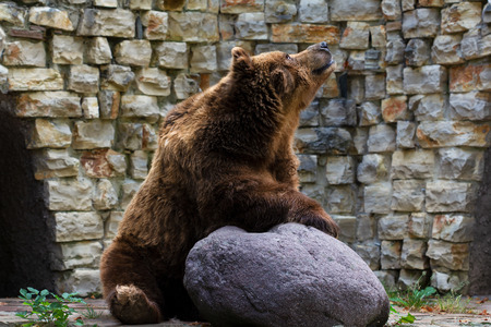 The brown bear has discovered something.の写真素材