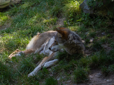 The young wolf child rests in the midday heat.