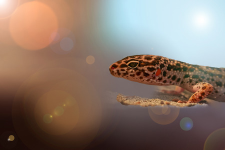 A leopard gecko floats in the sea of ??lights.の写真素材