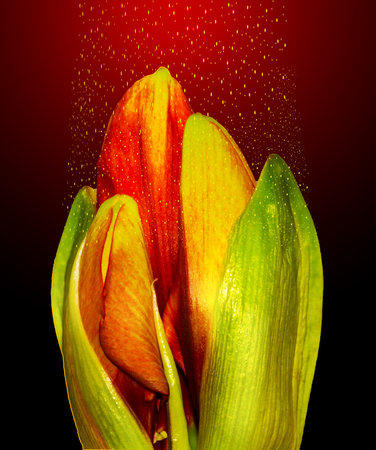 Amaryllis bud with stardust