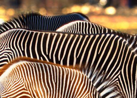 The zebras stood resting in shimmering heat.の写真素材