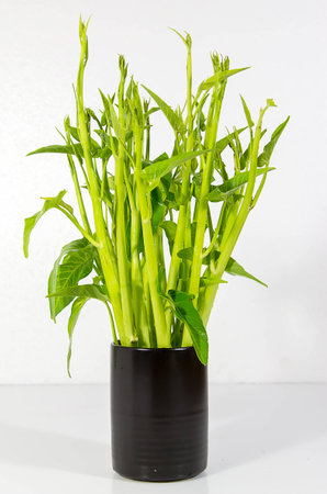 morning gloryの写真素材