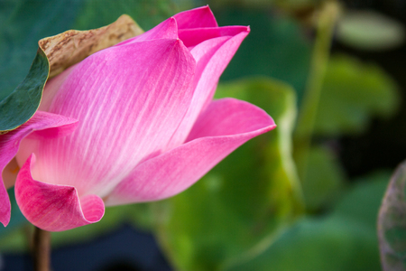 Close up Pink Lotus Budの写真素材