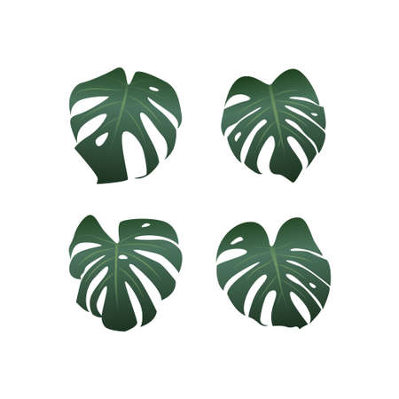 Monstera plant leaves on white background, vector illustrationのイラスト素材