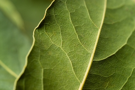 Abstract background - organic green leaves with soft focusの写真素材