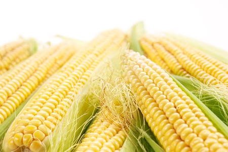 corn  soft focusの写真素材