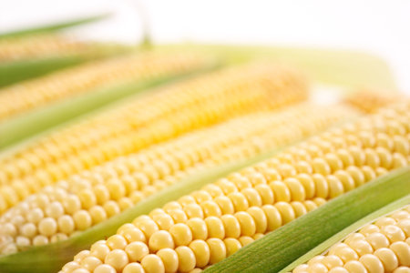 corn with leaves  soft focus