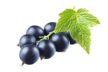  Black currant with leavesの写真素材