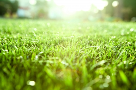 natural green background with selective focusの写真素材