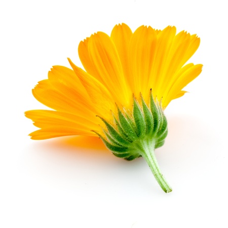 Calendula  flowers isolated on whiteの写真素材