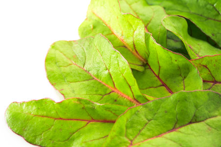 Green salad background. Chard on white