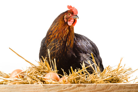 Hen in hay with eggs isolated on whiteの写真素材