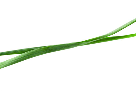 Grass isolated on white. 