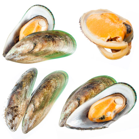 Set of Mussel isolated on white  Collection