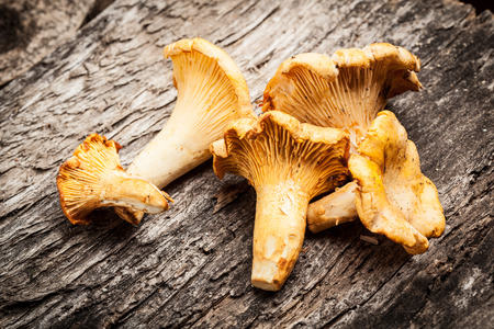 chanterelle mushrooms の写真素材