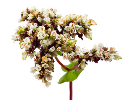 Buckwheat. flowers and grains isolated on white background