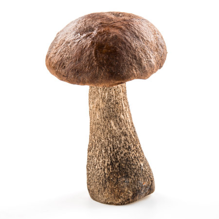 Brown cap boletus  Forest mushroom isolated on whiteの写真素材