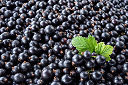 Heap of black currant. Textured backgroundの写真素材