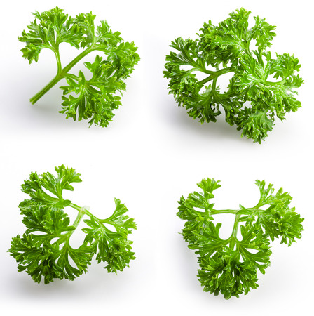 collection of parsley isolated on whiteの写真素材