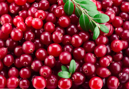 Cranberry with leaves. Red background.の写真素材