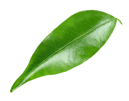 Orange leaf isolated. Citrus leaf on white background. Full depth of field.の写真素材