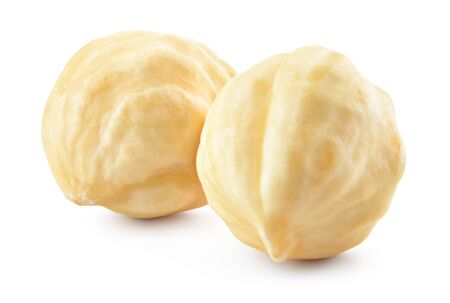 Hazelnut isolated. Hazelnut on white background. Full depth of field.の写真素材