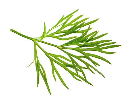 Dill. Fresh dill.の写真素材