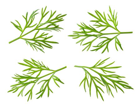 Dill. Fresh dill herb isolated on white.の写真素材