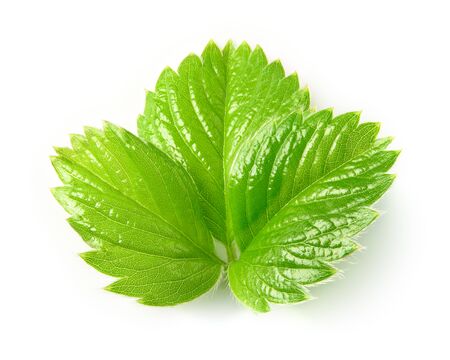 Fresh raw strawberry leaf isolated on white background.の写真素材