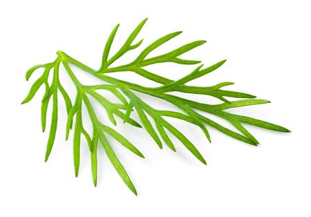 Dill. Fresh dill herb twig macro. Dill isolated.の写真素材