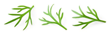 Dill. Fresh dill plant. Herb isolated on white. Collection.の写真素材