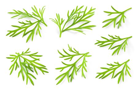 Dill. Fresh dill herb. Dill isolated. Collection.の写真素材