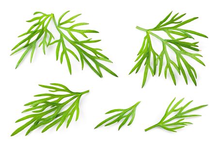 Dill. Fresh dill herb isolated on white. Collection.の写真素材