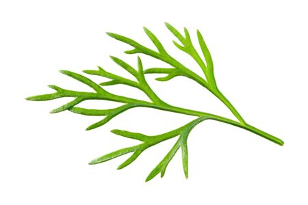 Dill. Fresh dill herb twig macro.の写真素材