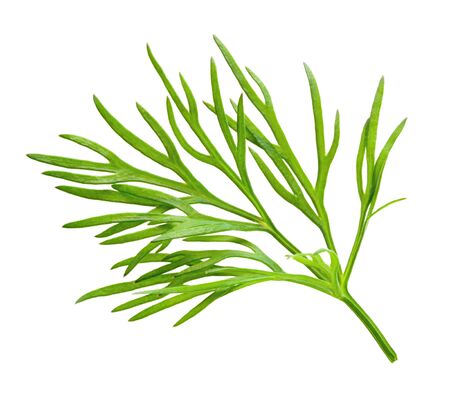 Dill. Fresh dill herb macro.の写真素材