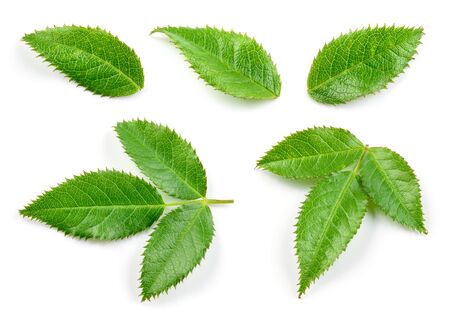 Rosehip leaf isolated. Rose hip leaves on white. Collection.の写真素材