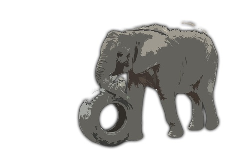 Elephant chewing some grarss with trunk and pushing tyreの写真素材