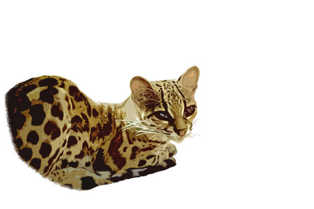 beautiful  yello lynx cutout style sitting with shiny eyes