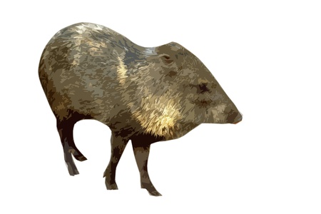 wild pig  in artistic cutout style in front of a white backgroundの写真素材