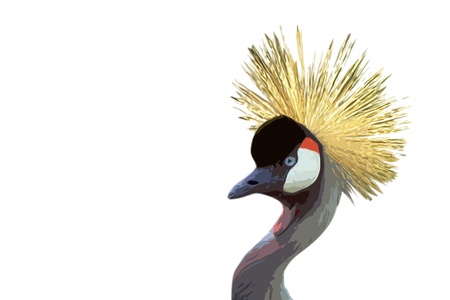 crowned crane behind a white background beautiful cutout art illustrationの写真素材